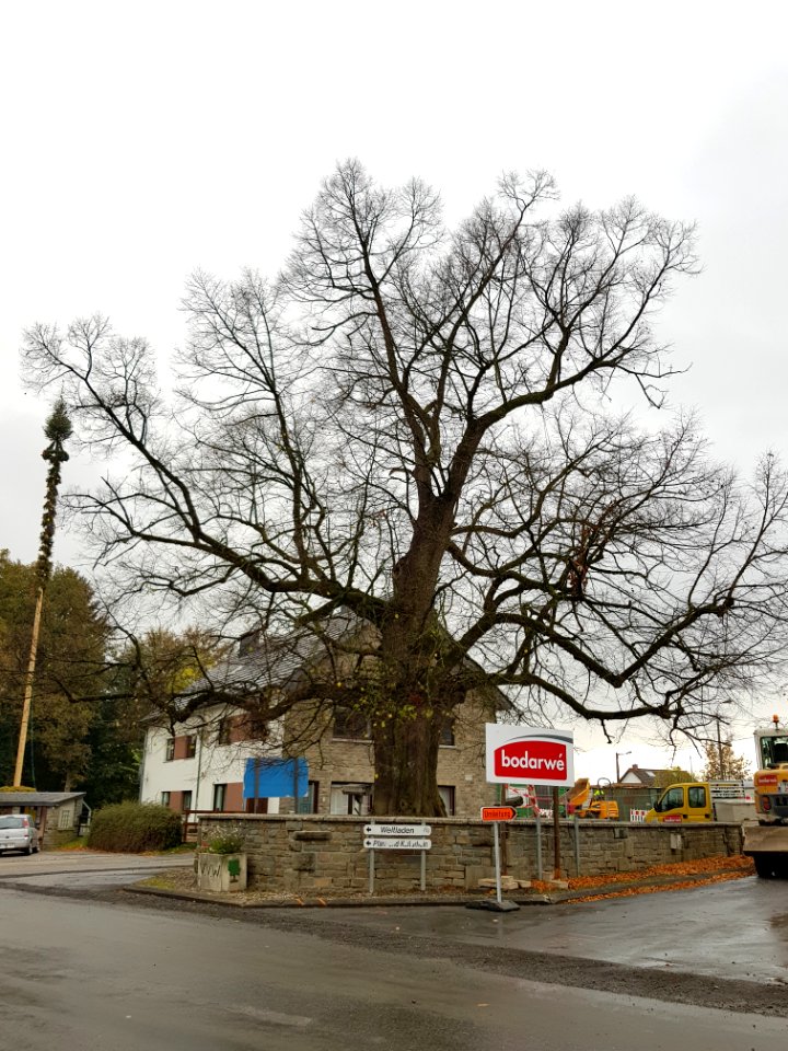 Weywertz-Linde (5)