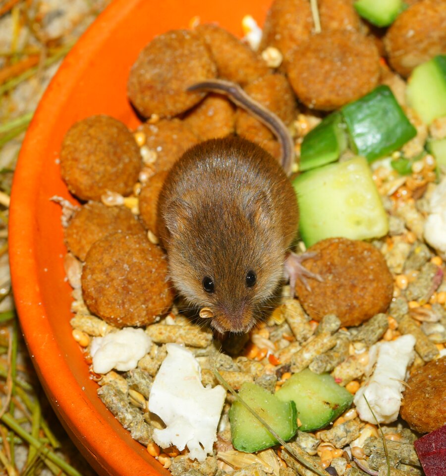 Small vegetables nut