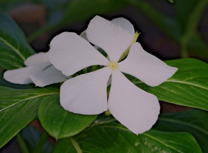 White flower - Palm House