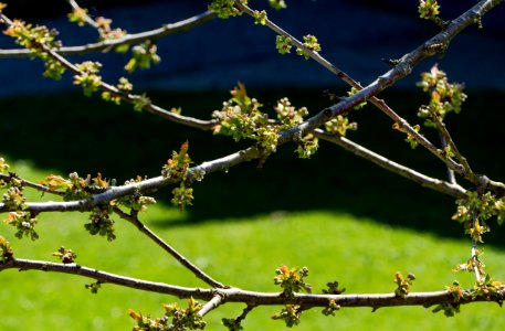 White cherry blossoms on day one photo