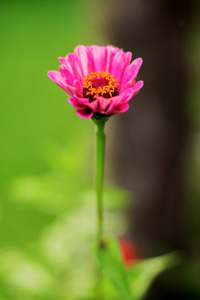 Bloom nature close up