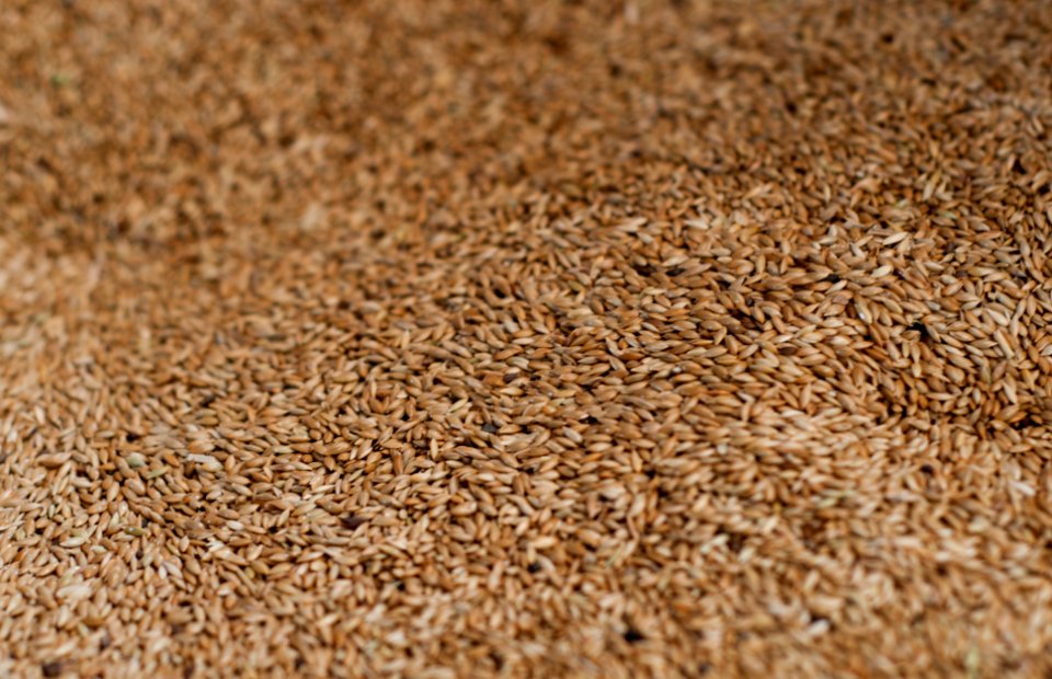 Wheat 2