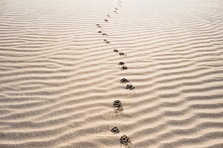 Footprints beach desert photo