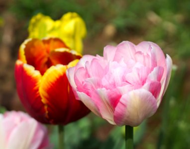 White-pink double late tulip 2015 04