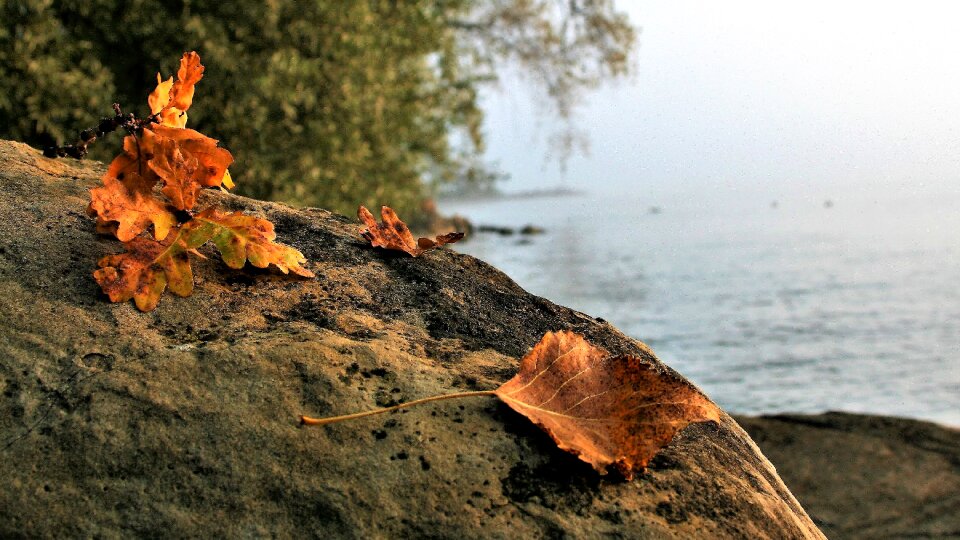 Bodensee beach lake