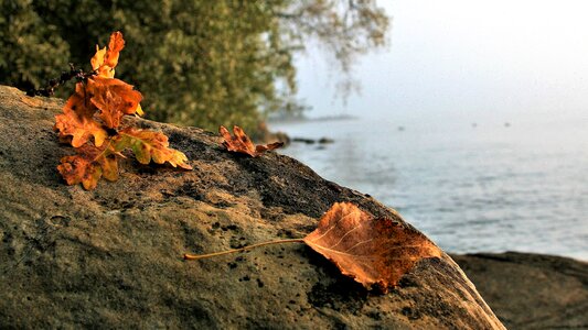Bodensee beach lake