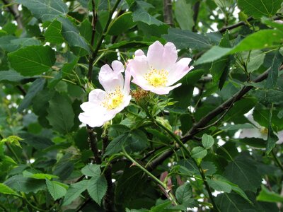 Blossom close up pink photo