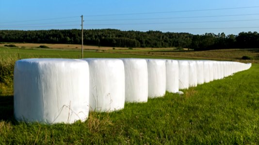 White silage bales in Brastad 5