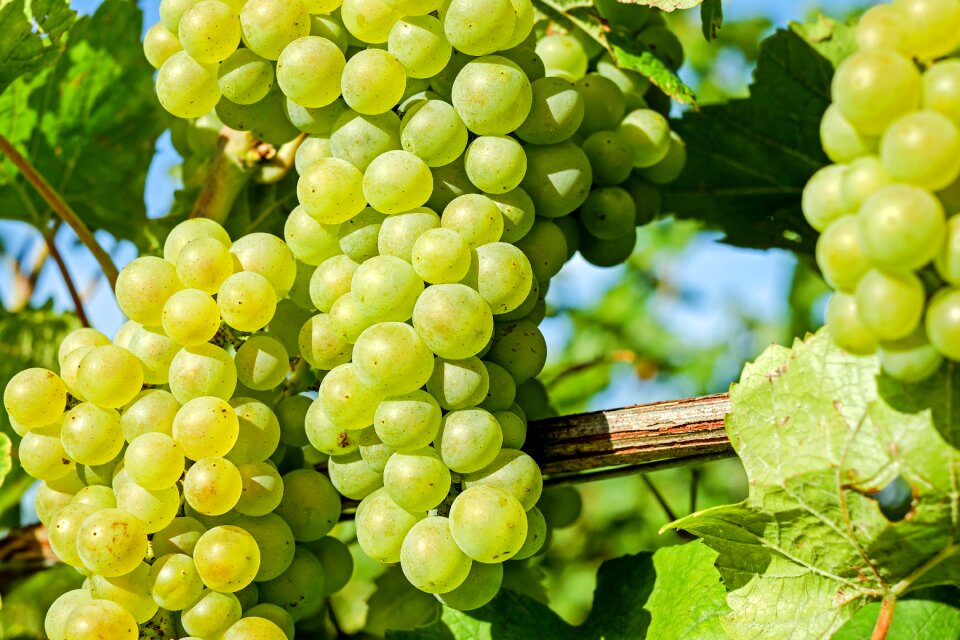 Vine grapevine fruits
