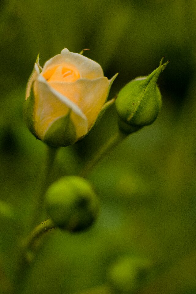 Bloom nature rose blooms