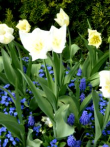 White-Triumphator-2