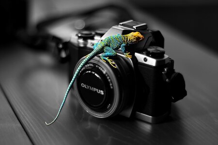 Reptile natural reptilian