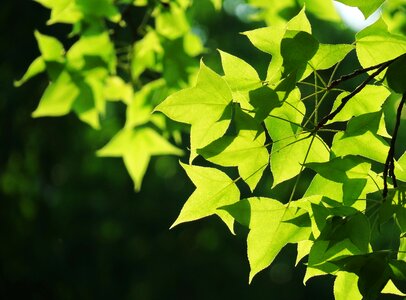 Kinds of food summer tree