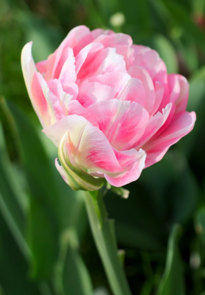 White-pink double late tulip 2015 02