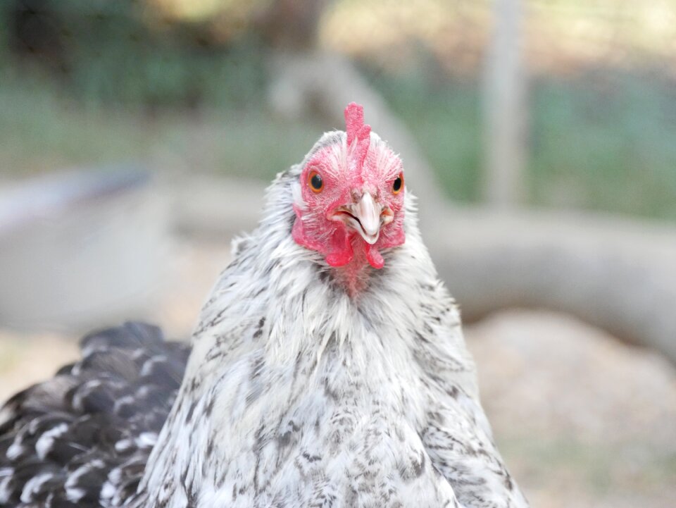 Poultry animals closed nature