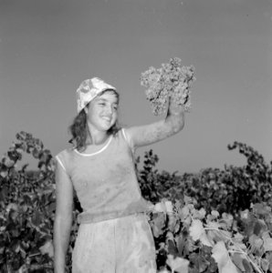 Wijnbedrijf Carmel Mizrachi Wineries te Rishon le Zion Portret van een druivenp, Bestanddeelnr 255-4890