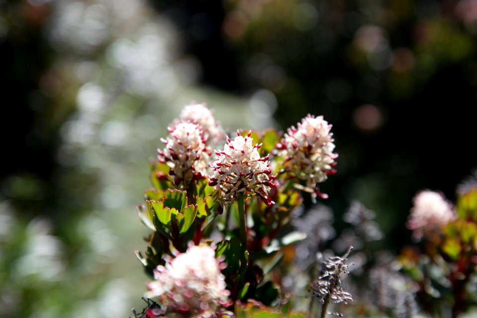 Walls of Jerusalem National Park, Tasmania 130