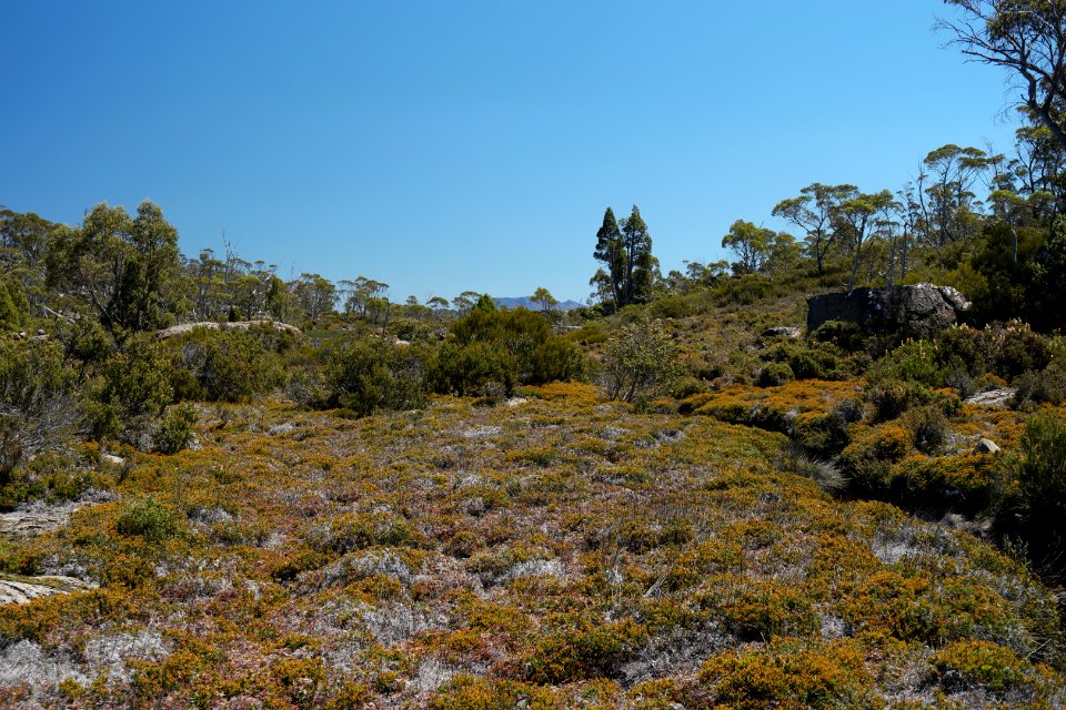 Walls of Jerusalem National Park, Tasmania 67