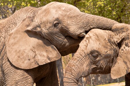 Elephant zoo animal photo