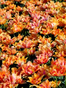 Willem van Oranje, Tulpa, foto2