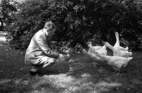 Willem Vogt poseert in zijn tuin te Blaricum waar hij zijn ganzen voert, Bestanddeelnr 921-5904