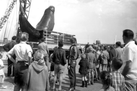 Walvis gevangen in Zeeland, Bestanddeelnr 909-7977