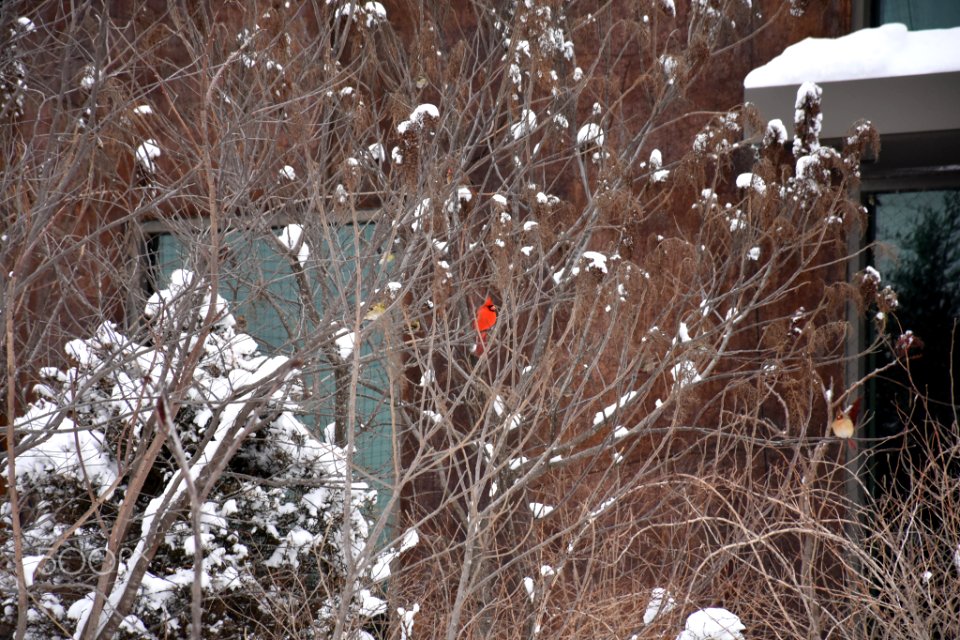 Wildcat Glades (242670009)