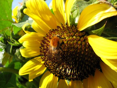 Summer hummel pollination photo