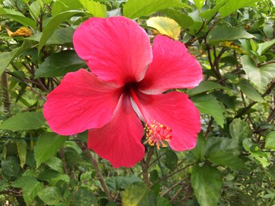 Plant blossom floral photo