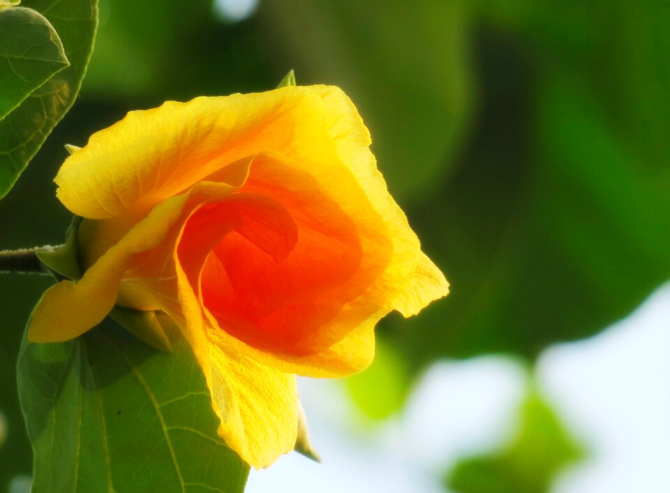 Flower garden close-up