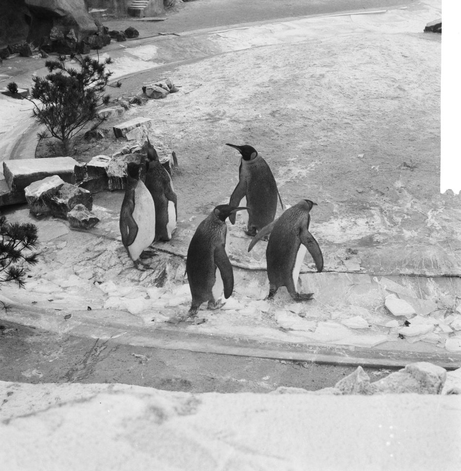 Winter in Artis Pinguins op het ijs, Bestanddeelnr 913-3455