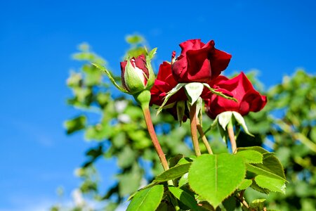 Blossom bloom red photo