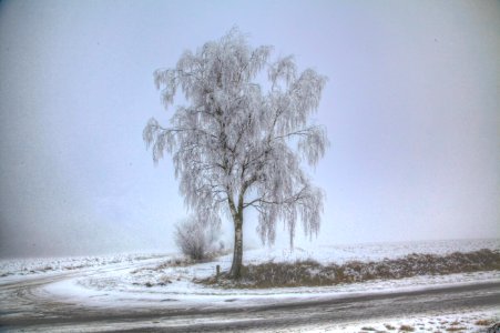 Winter birch