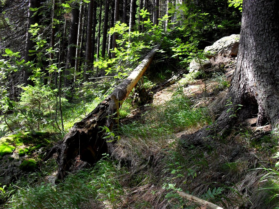 Vylet k Cernemu jezeru Sumava - 9.srpna 2010 191