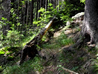 Vylet k Cernemu jezeru Sumava - 9.srpna 2010 191