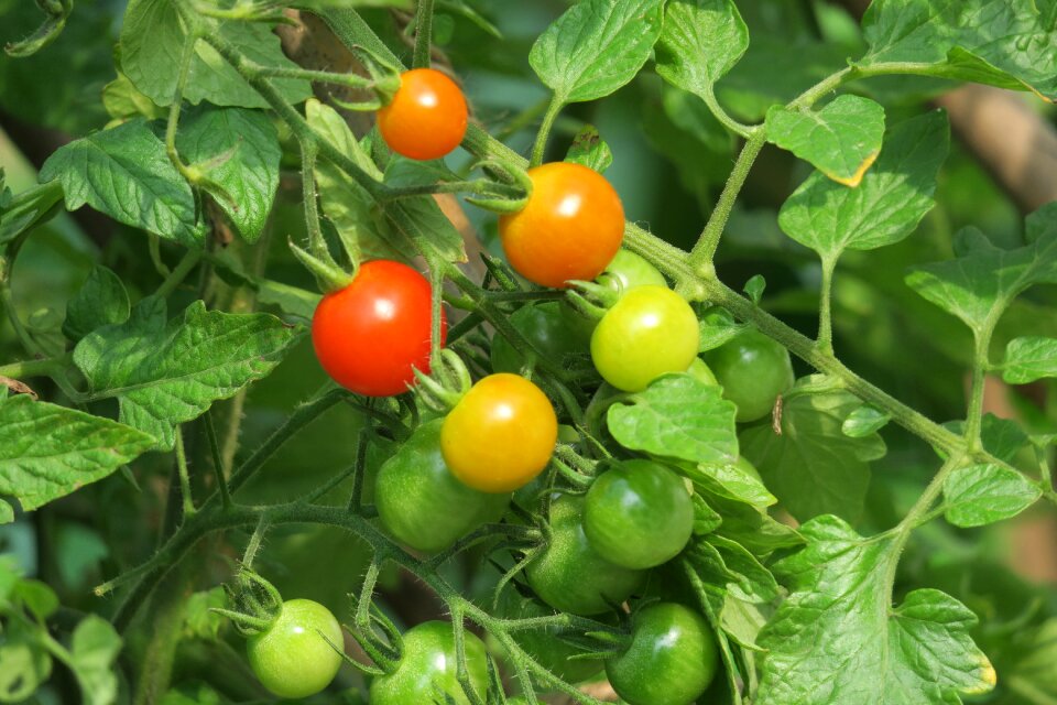 Leaf fruit close-up