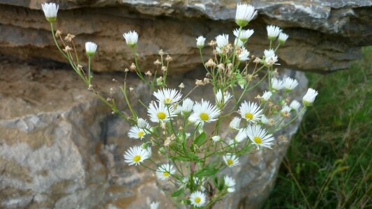 White flowers rock