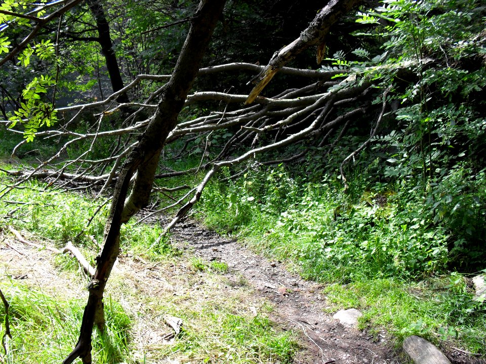 Vylet k Cernemu jezeru Sumava - 9.srpna 2010 177