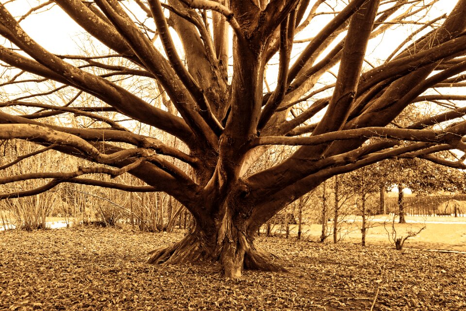 Bare branch winter tree park