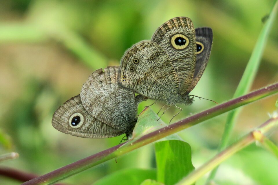 Outdoor compact butterfly