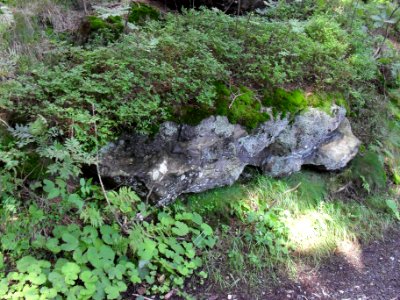 Vylet k Cernemu jezeru Sumava - 9.srpna 2010 166