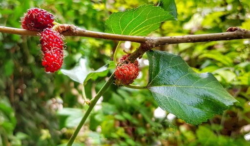 Ripening fruit nature