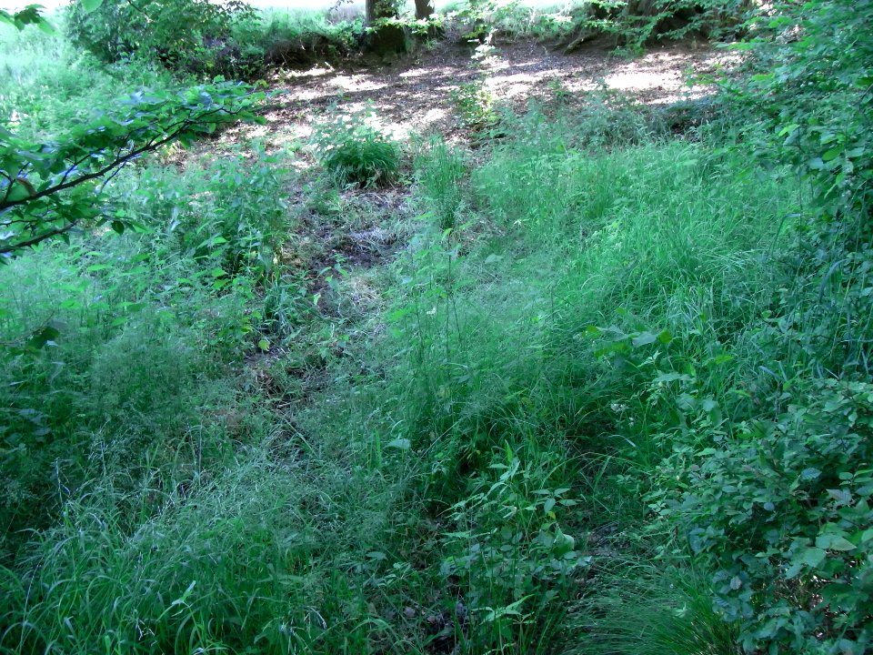 Wäschbach Suhle an Wiese R0015223