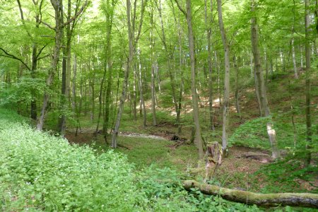 Wälder bei Büren - Ahdener Grund - Talgosse - 4