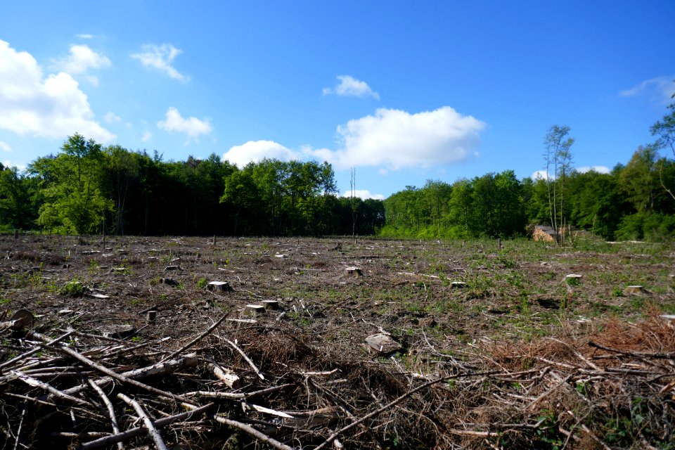Wälder bei Büren - 3