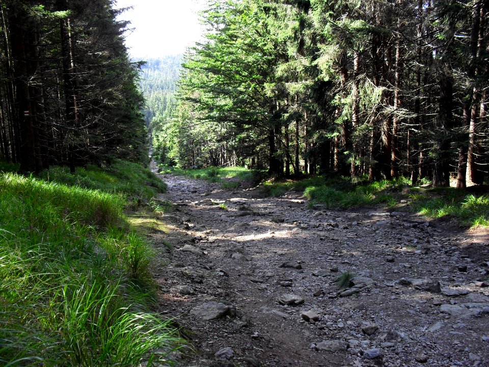 Vylet k Cernemu jezeru Sumava - 9.srpna 2010 249