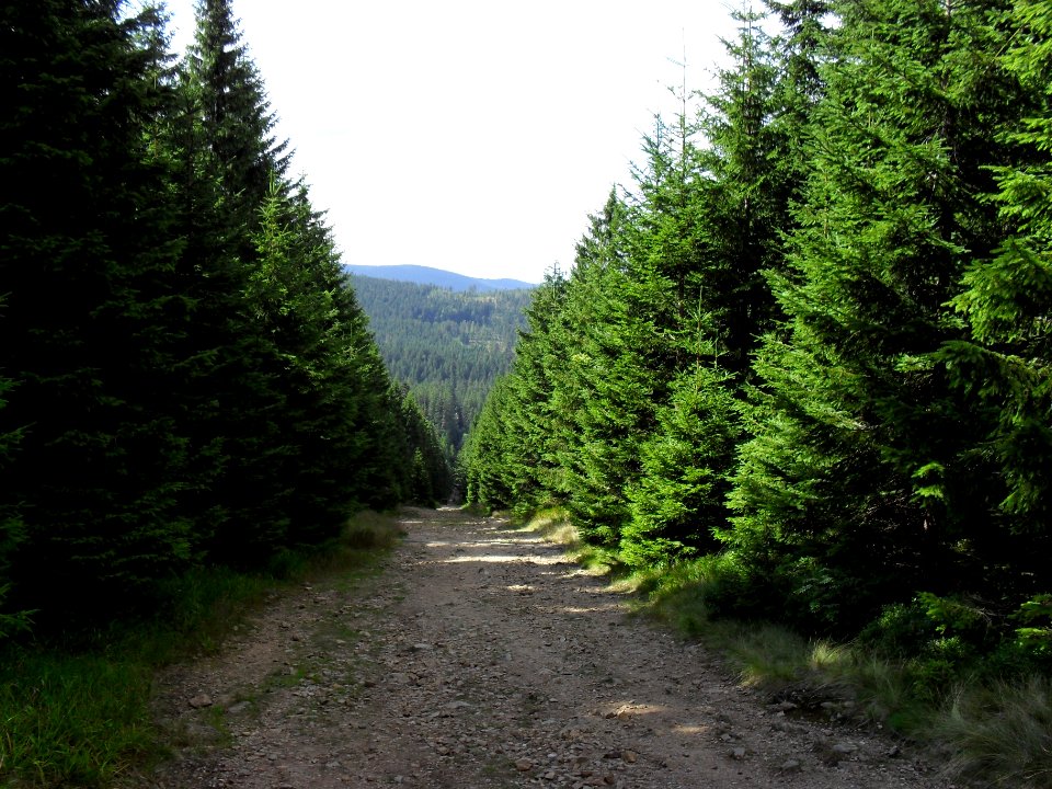 Vylet k Cernemu jezeru Sumava - 9.srpna 2010 258