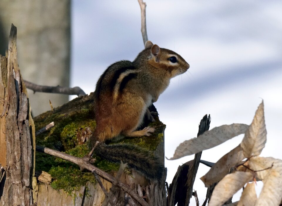 Rodent sitting stump