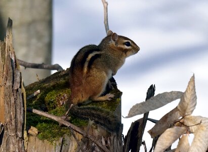 Rodent sitting stump