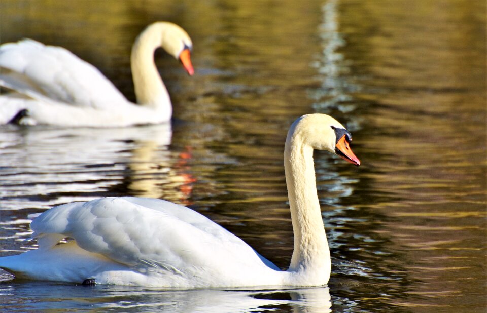 Pride waterfowl bird